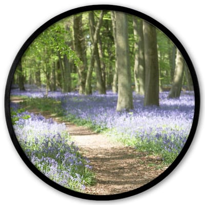 Poster in lijst Rond - Fotolijst 40x40 cm - Posters - Bos - Pad - Bloemen - Paars - Groen - Natuur - Ronde posterlijst zwart - Decoratie - Wanddecoratie woonkamer - Muurdecoratie slaapkamer