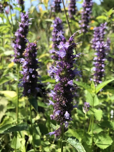 6 x Agastache 'Black Adder' - Dropplant - P9 Pot (9 x 9cm) - Dima Vaste Planten