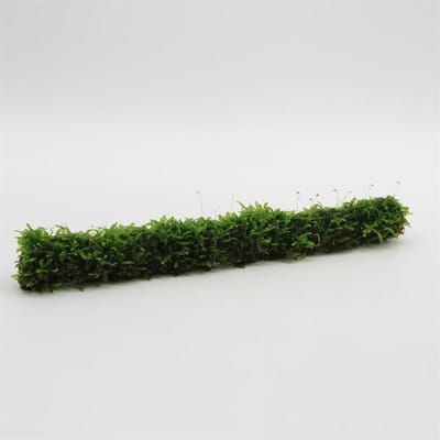 Bamboostok met Javamos 20 cm - Aquarium mos - Aquariumplant - Aquarium decoratie - Moerings