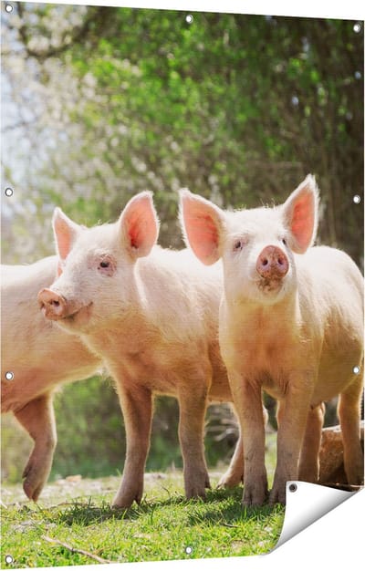 Gards Tuinposter Groep Jonge Varkens - 90x120 cm - Tuindoek - Tuindecoratie - Wanddecoratie buiten - Tuinschilderij