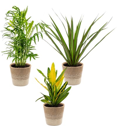 Bloomique - Set van 3 - Tropische kamerplanten mix Incl. Jute mand – Luchtzuiverend – - 25-40 cm - Pot 12 cm - Hoogte 35-45 cm