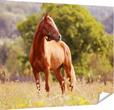 Gards Tuinposter Bruin Paard in de Wei - 150x120 cm - Tuindoek - Tuindecoratie - Wanddecoratie buiten - Tuinschilderij
