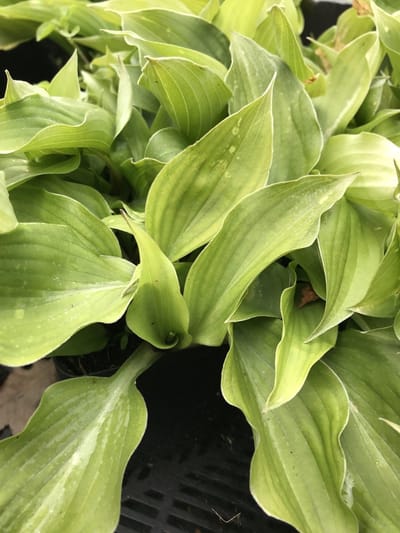 6 x Hosta 'Sparkling Burgundy' (Klein) - Hartlelie - P9 Pot (9 x 9cm) - Dima Vaste Planten