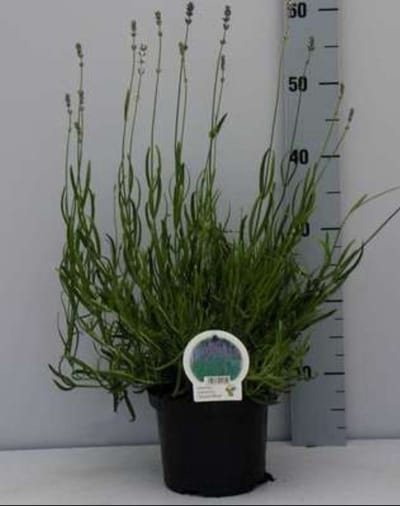 2 x Lavandula ang. 'Dwarf Blue' - Lavendel In pot 2 liter