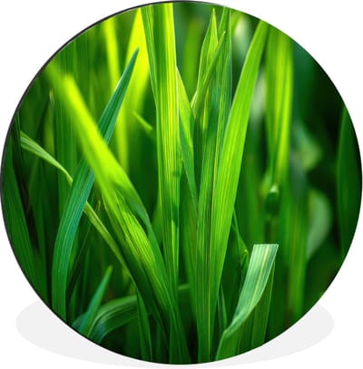 WallCircle - Wandcirkel - Muurcirkel - Grassprieten - Lichtinval - Groen - Aluminium - Dibond - 30x30 cm - Binnen en Buiten