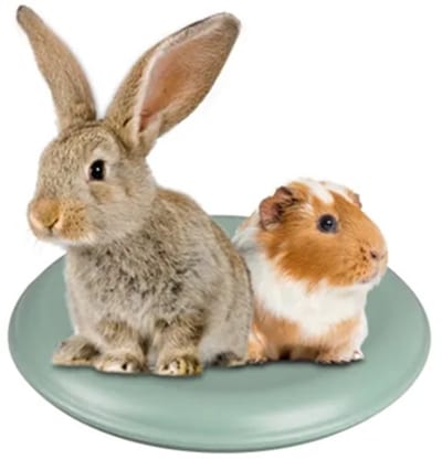 Fresk Aleska Koeldisk Knaagdier - Koelelement Konijn & Cavia - Rond - Ø 21 cm - Koeldisk - Koelschijf - Koelplaat - Koelsteen