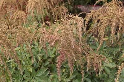 6x Pluimspirea - Astilbe (t) 'Straussenfeder' | 9x9 cm pot