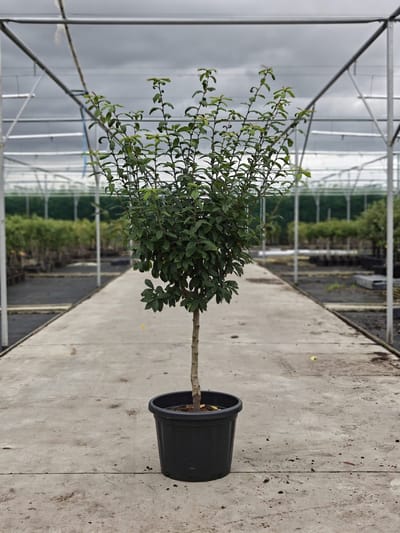 Mespilus germanicus 'Boom & Vrucht' - Oude Mispelboom - Onderstam Kwee A - 45L pot - ca. 2m