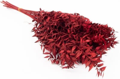 Gedroogde Ruscus Takken - Droogboeket Muisdoorn - Decoratie Huis - Natuurlijke Rode Kleur - 75 cm - Rood