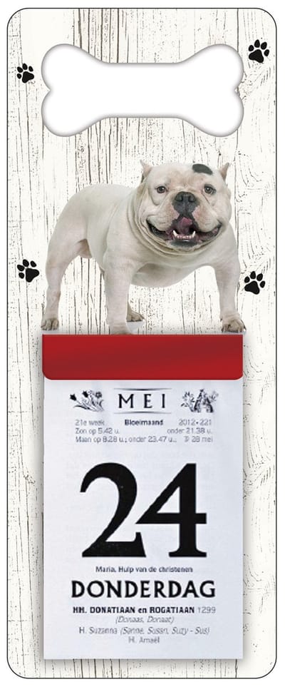Scheurkalender 2027 Hond: Amerikaanse Bully