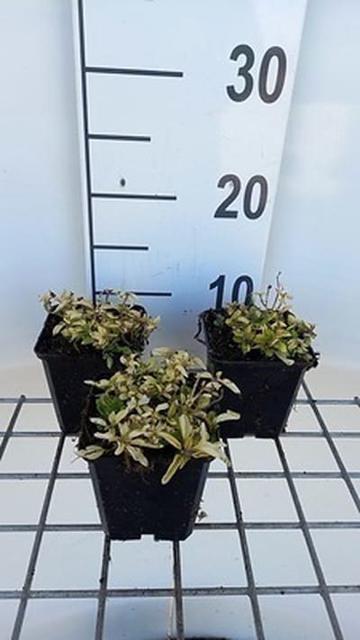 6x Origanum - Origanum vulg. 'Aureum' | 9x9 cm pot