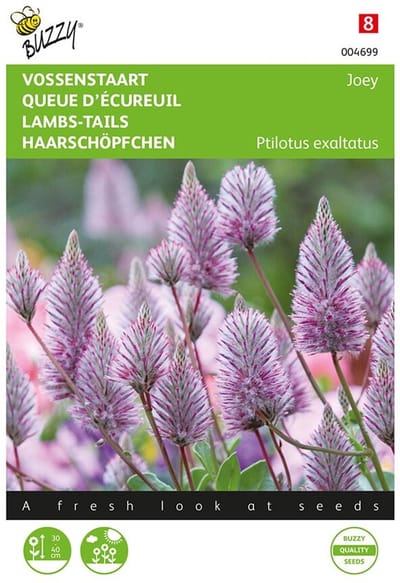 Buzzy - Vossenstaart Joey (Ptilotus exaltatus) 5 zaden