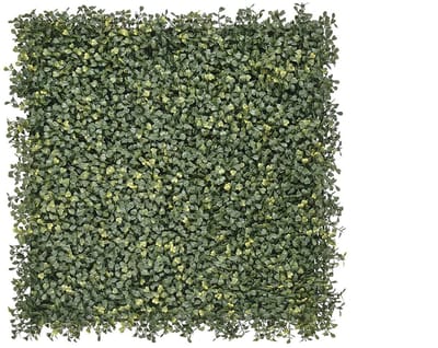 Emma Buxus
