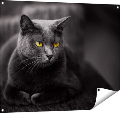 Gards Tuinposter Zwarte Kat met Gele Ogen - 100x80 cm - Tuindoek - Tuindecoratie - Wanddecoratie buiten - Tuinschilderij
