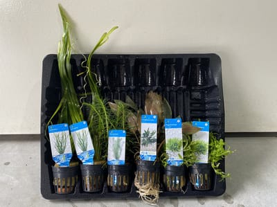 Levende Aquariumplanten Mix - 6 Stuks - Moerings