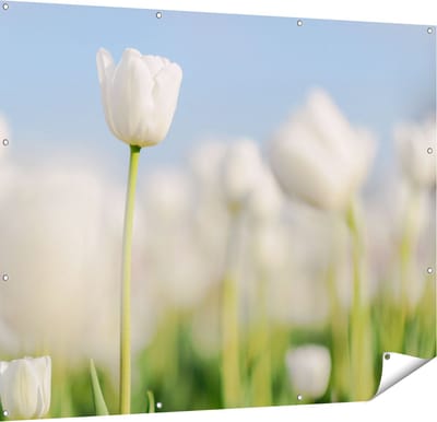 Gards Tuinposter Witte Tulpen - Bloemen - 150x120 cm - Tuindoek - Tuindecoratie - Wanddecoratie buiten - Tuinschilderij