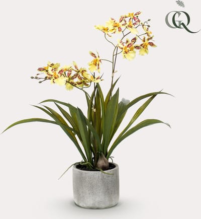 Green Harmony | Kunstplant - Orchidee - Geel - 45cm