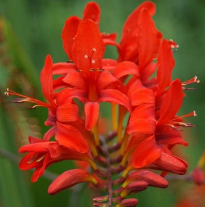 Krokosmilia 'Lucifer' (Crocosmia Lucifer) - - Montbretia (Potplant) - Vaste planten - Bijen-Vlinders - Snijbloemen - Geurend - Zomerbollen