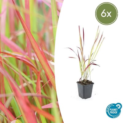 Tuinplantenshop.com | Imperata cylindrica 'Red Baron' | 6 stuks - Ø9cm - 10-25cm hoog - Tuinplant
