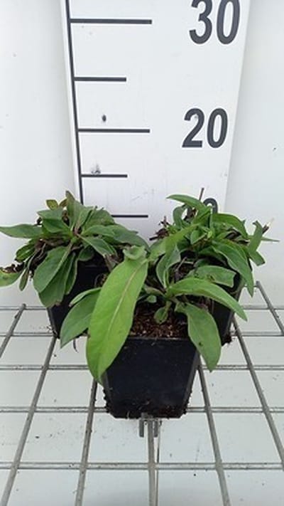 6x Succisa - Succisa pratensis | 9x9 cm pot