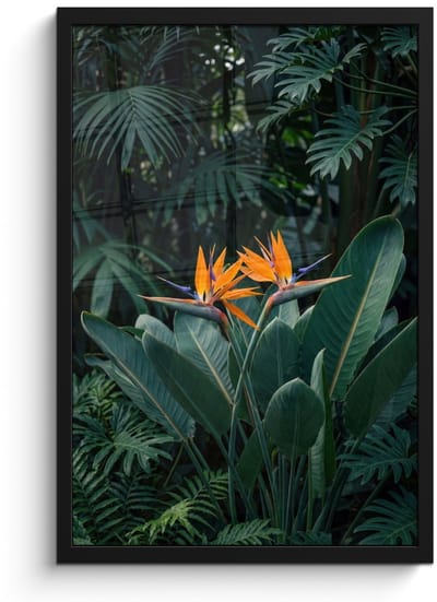 Poster in lijst - Fotolijst 40x60 cm - Posters - Paradijsvogel - Bloem - Exotisch - Posterlijst zwart - Decoratie - Wanddecoratie woonkamer - Muurdecoratie slaapkamer
