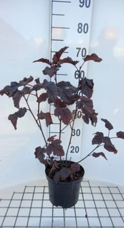 2 x Physocarpus opulif. 'Midnight'® - Blaasspirea 40- 60 cm in pot
