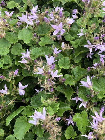 6 x campanula poscharskyana lisduggan variety - Klokjesbloem in pot 9 x 9 cm
