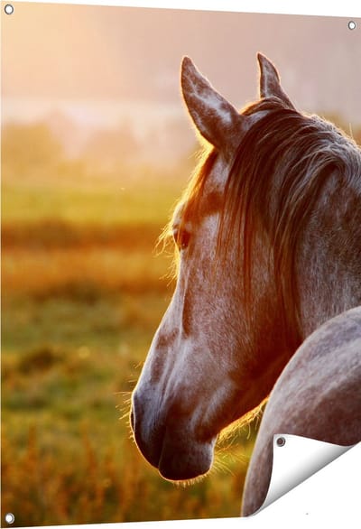 Gards Tuinposter Paard in de Weide tijdens Zonsondergang - 80x100 cm - Tuindoek - Tuindecoratie - Wanddecoratie buiten - Tuinschilderij