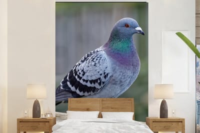 Behang - Fotobehang Duif - Vogel - Paars - Veren - Breedte 225 cm x hoogte 350 cm