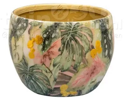 Pot Monstera mystery D9 H7 Ter Steege