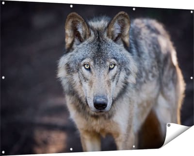 Gards Tuinposter Wolvenkop - Grijze Wolf - 150x100 cm - Tuindoek - Tuindecoratie - Wanddecoratie buiten - Tuinschilderij