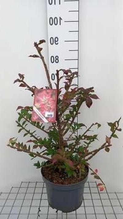 Kardinaalshoed struik - Kardinaalsmuts Euonymus - Tuin decoreren - Opvallende kurklijsten - 50-60 cm - Groen