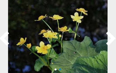 6 x Caltha palustris - DOTTERBLOEM - pot 9 x 9 cm