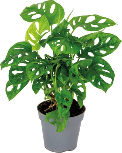 Bloomique - Monstera Adansonii - Monkey Leaf - Gatenplant - Kamerplanten - Geschikt als Klimplant - Luchtzuiverend - Hoogte 20-30 cm - Pot 12 cm