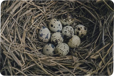 deurmat eieren in nest 75x50cm