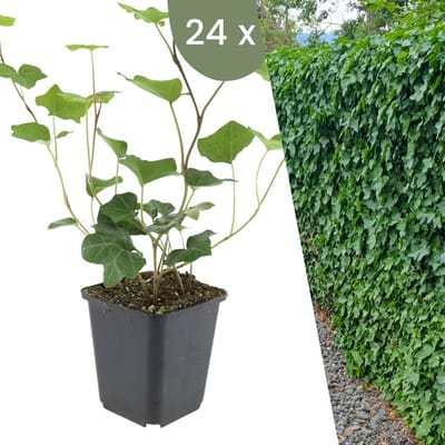 Plants by Frank | 24 Atlantische Klimopplanten | Hedera Hibernica | Winterharde bodembedekker planten | tuinplanten | Winterharde vaste planten meerjarig | Winterharde tuinplanten