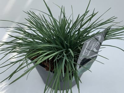 Plants Online - Tuinplanten - Siergrassen - Set van 1 - Koeleria glauca - 2 liter pot - Plant