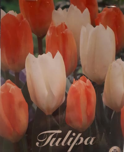 Stockholm Garden Tulpenbollen 10 stuks bolmaat 12+