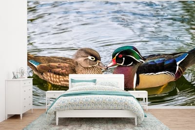 Behang - Fotobehang Eend - Vogels - Water - Veren - Dieren - Breedte 350 cm x hoogte 260 cm