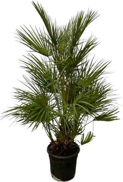 Europese Dwergpalm - Chamaerops Humilis Struik - 130 cm - Ø24cm - Groenblijvend - palmboom - binnen