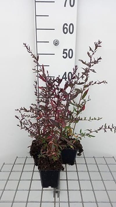 6x Aster - Aster lateriflorus 'Lady | Black' | Black' - Aster | 9x9 cm pot