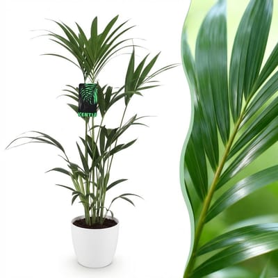 Green boutiQ - Kamerplant - Howea Forsteriana - Kentia Palm - Weinig Onderhoud - Groen - 1 Plant - met Potter Wit - Pot 21cm - Hoogte 120-130cm