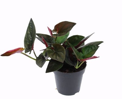 Syngonium erythrophyllum 'Red Arrow' - Hoogte 25cm - Pot 12cm