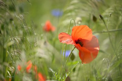 Fotobehang klaprozen en korenbloemen 250 x 260 cm - € 175,--