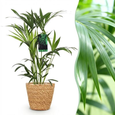 Green boutiQ - Kamerplant - Howea Forsteriana - Kentia Palm - Weinig Onderhoud - Groen - 1 Plant - met Mand - Pot 19cm - Hoogte 80-85cm