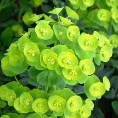 6 x Euphorbia Amygdaloides Robbiae - Amandelwolfsmelk pot 9x9cm
