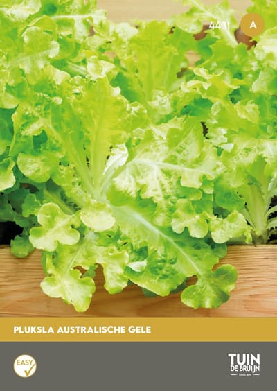 Pluksla Australische Gele Zaden – Snelgroeiende Pluksla – Malse Bladeren – Groentezaden Moestuin | Tuin de Bruijn