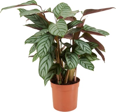 Bloomique - Calathea Compactstar - Pauwenplant - Kamerplanten - Luchtzuiverend - Gemakkelijk in onderhoud - Diervriendelijk - Hoogte 40-50 cm - Pot 12 cm