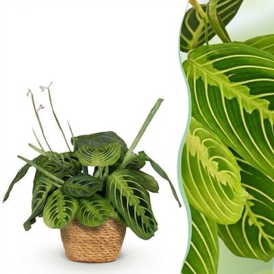 Plantenboetiek.nl | Maranta Fascinator Lemon Lime - Gebedsplant - Huisdiervriendelijke Plant - Groen - met Mand - Ø12cm - 25cm hoog - Kamerplant - Arrangement - Plant met pot
