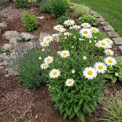 Bloomique - Set van 3 - Leucanthemum Silberprinzessche - Margriet - Rijkbloeiend - Winterhard - Vaste plant - 10-20 cm hoog - Pot 9 cm